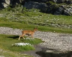 Rupicapra rupicapra