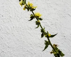 Vervascum nigrum
