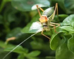 Saltamontes