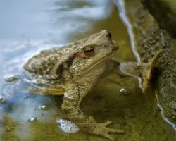 Sapo