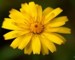 Flor amarilla