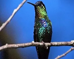 Panterpe insignis