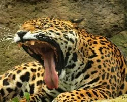 Panthera onca