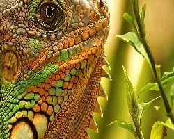 Iguanosaurio