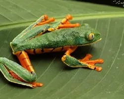 Rana verde