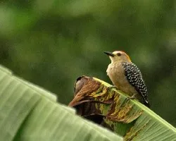 Melanerpes hoffmannii