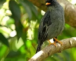 Myadestes melanops