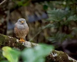 Buteo magnirostris