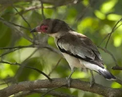 Tityra semifasciata