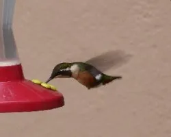 Colibri bebiendo
