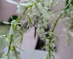 Mosquito , zancudo