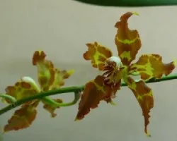 Odontoglossum