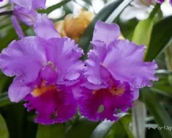 Cattleya sp