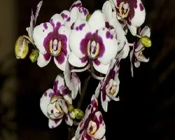 Phalaenopsis sp