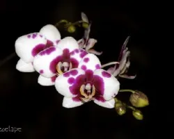 Phalaenopsis sp
