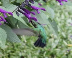 Chlorostilbon aureoventris