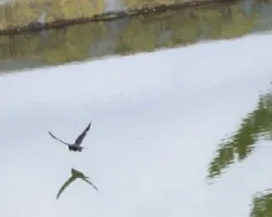 *