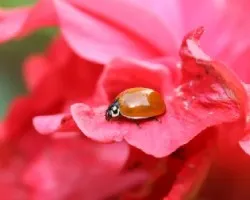 Cycloneda sanguinea