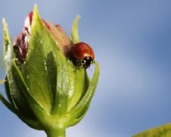 Cycloneda sanguinea