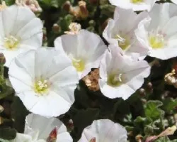 convolvulus arvensis