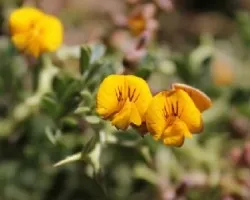 adesmia horrida