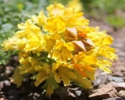 Tropaeolum polyphyllum