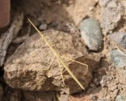 Phasmatodea