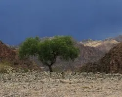 Schinus areira