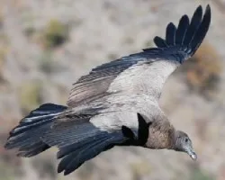 Vultur gryphus