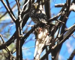 Glaucidium brasilianum