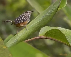 Campylorhynchus zonatus