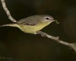 Vireo philadelphicus