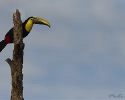 Ramphastos ambiguus