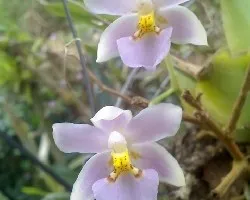 Orquidea