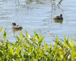 Tachybaptus dominicus