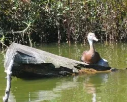 Dendrocygna autumnalis