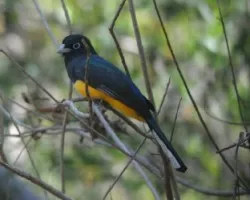 Trogon melanocephalus