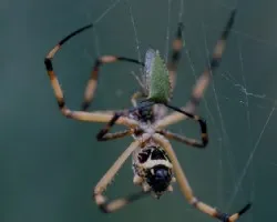Araña