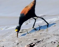 Jacana spinosa
