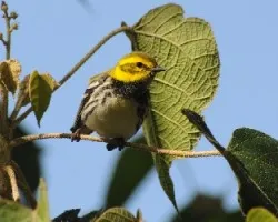 Setophaga virens
