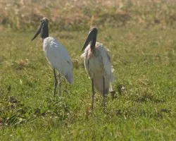 Jabiru mycteria