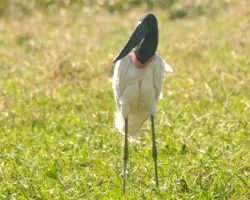 Jabiru mycteria