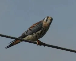 Falco sparverius