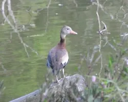 Dendrocygna autumnalis