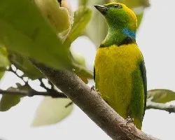 Chlorophonia callophrys