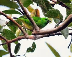 Chlorophonia callophrys