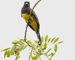 Trogon caligatus
