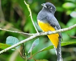 Trogon caligatus