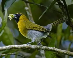 Caryothraustes poliogaster