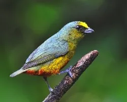 Euphonia gouldi